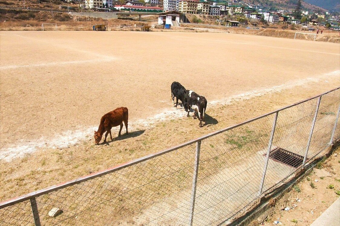 上の写真と同じグラウンドに、どこから来たのか牛の姿が　行徳氏提供