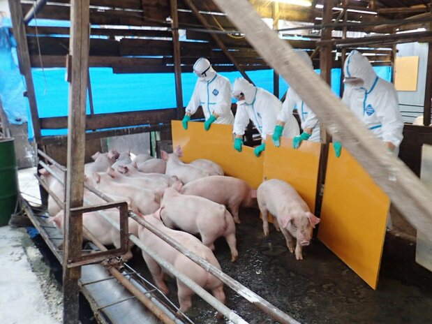 Osaka prefectural workers prepare for the slaughter of pigs infected with swine fever at a farm in the city of Higashi Osaka on February 8, 2019. (Courtesy Osaka prefectural government; © Jiji)