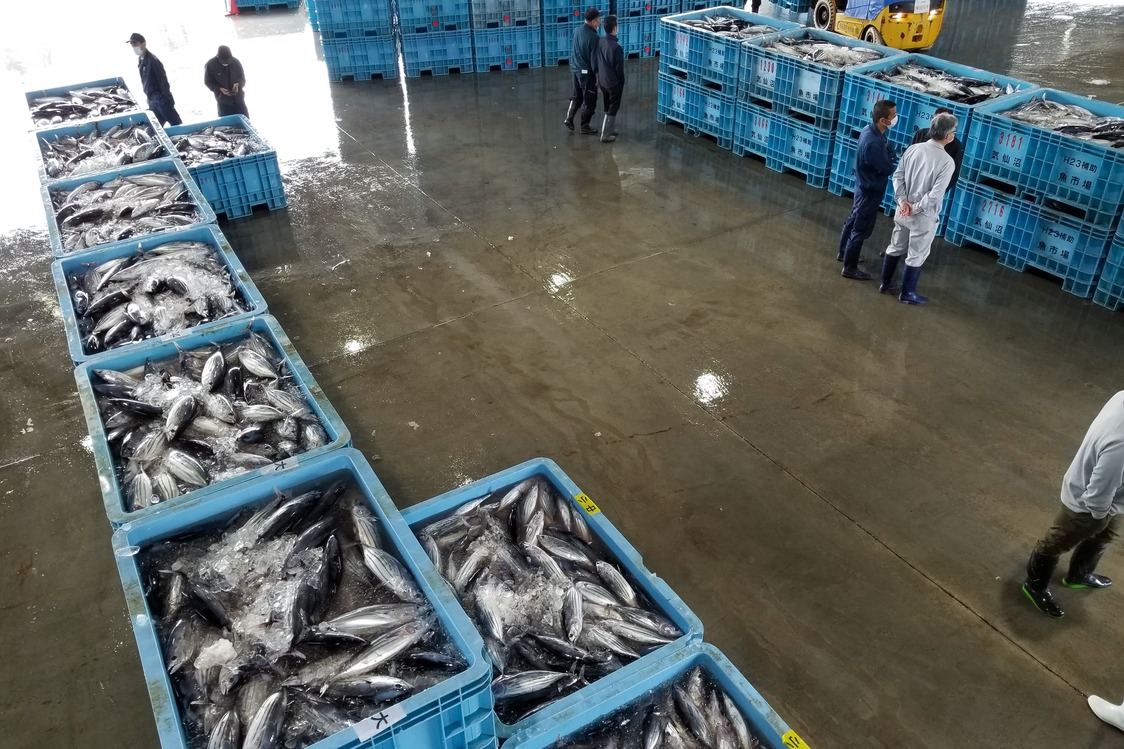 気仙沼では、5月下旬から6月ごろの「初ガツオ」と、9月から11月ごろの「戻りガツオ」の年2回の旬がある（気仙沼市役所提供）