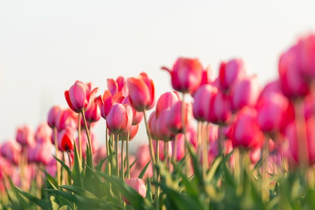 湧別町の「町の花」に指定されるチューリップ