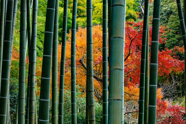 Les chemins bordés de bambous du Eishô-ji offrent sous divers angles des aperçus de feuilles d’automne.