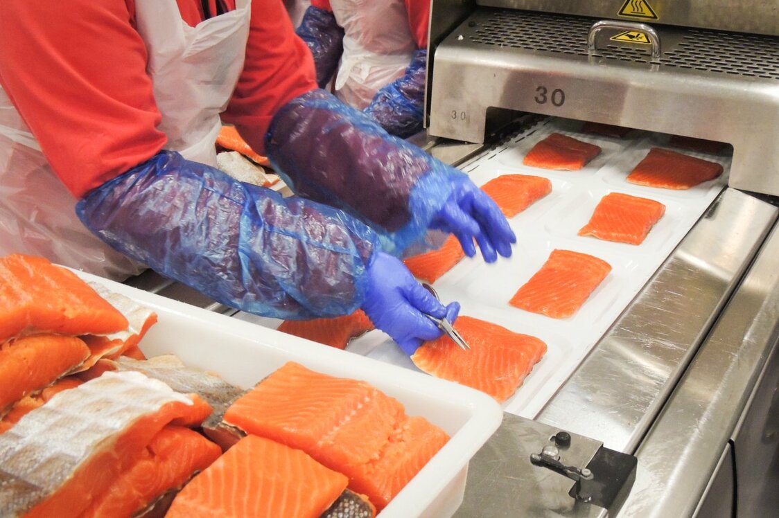 ノルウェーのサーモン加工場での骨抜き作業　写真：筆者提供