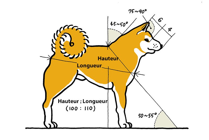 Le chien Akita