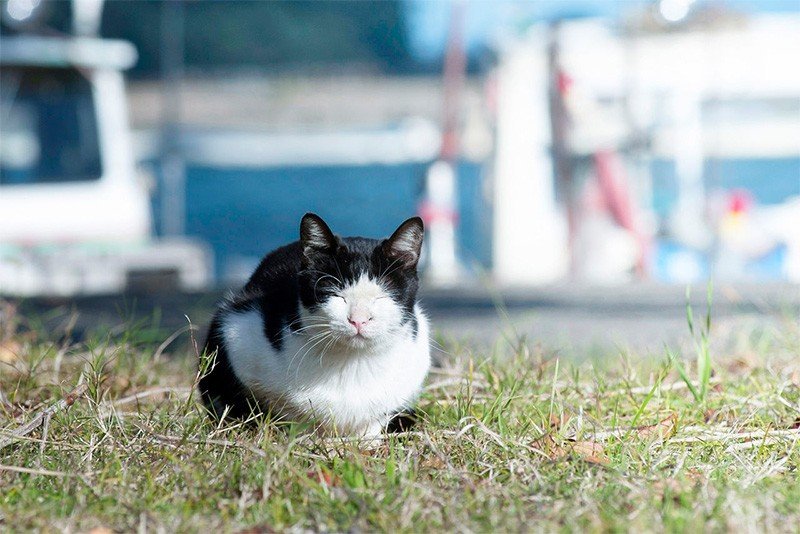 Los gatos también viven al ritmo pausado de la isla.