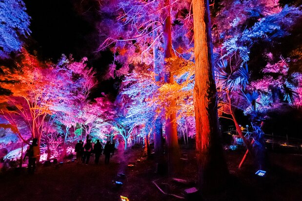 “El valle de Yōrō y el bosque resonante”, donde los árboles cambian de color instante a instante al reaccionar ante las personas. (© nippon.com)