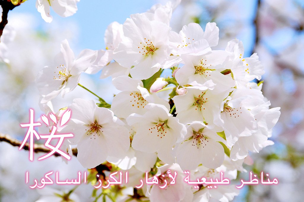صور تخطف الأبصار للساكورا في اليـابـان