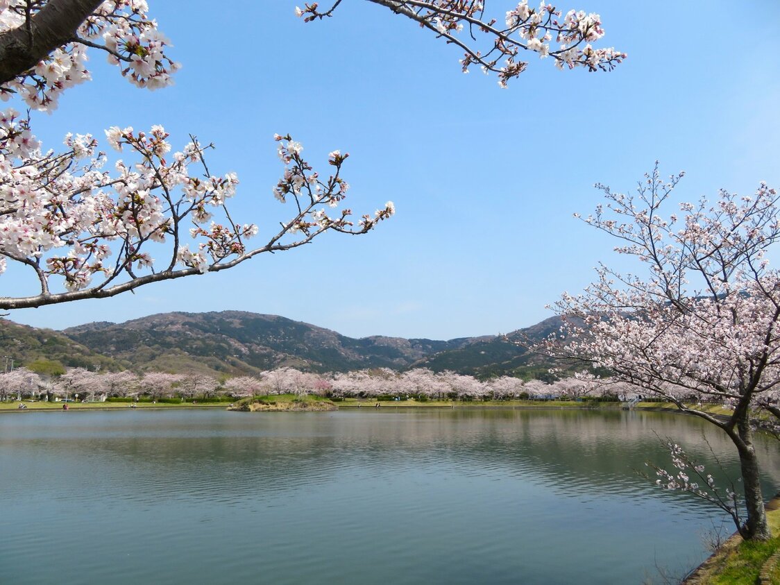 北条大池 = 茨城県つくば市（フォトAC）/ 筑波山麓の灌漑用の池。山並みを背景に桜が咲き競う