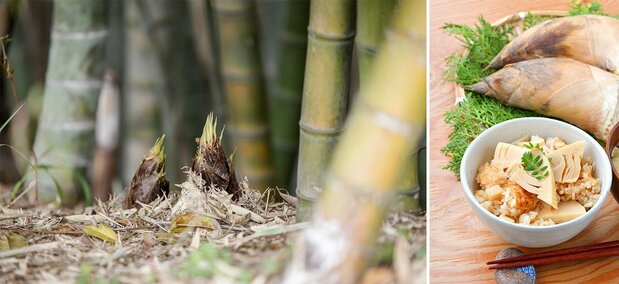 Bamboo shoots (left) and steamed rice with bamboo shoots. (© Pixta)