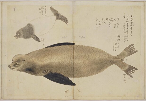 Dibujo de 1822 de un león marino que apareció muerto junto al mar en la aldea de Tōbō, Matsuura, en la provincia de Hizen, la actual ciudad de Karatsu en la prefectura de Saga; realizado por el pintor oficial del dominio de Karatsu, Hasegawa Settan. (Cortesía del Archivo Digital de los Archivos Nacionales de Japón)