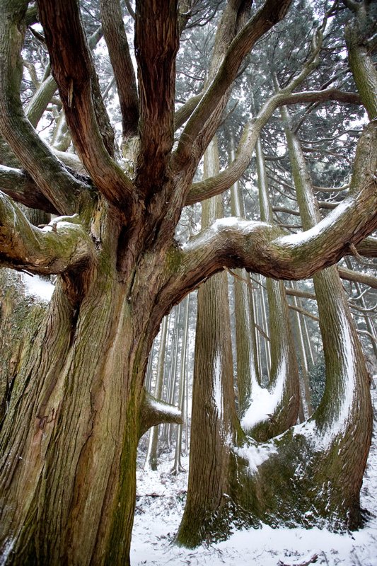 En busca de los árboles gigantes: 8. Latiendo bajo la nieve