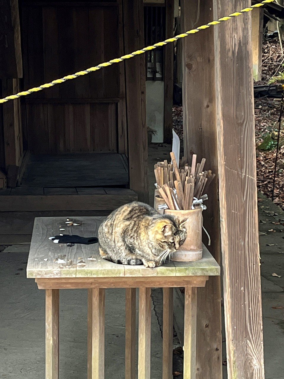 神签旁的小猫咪
