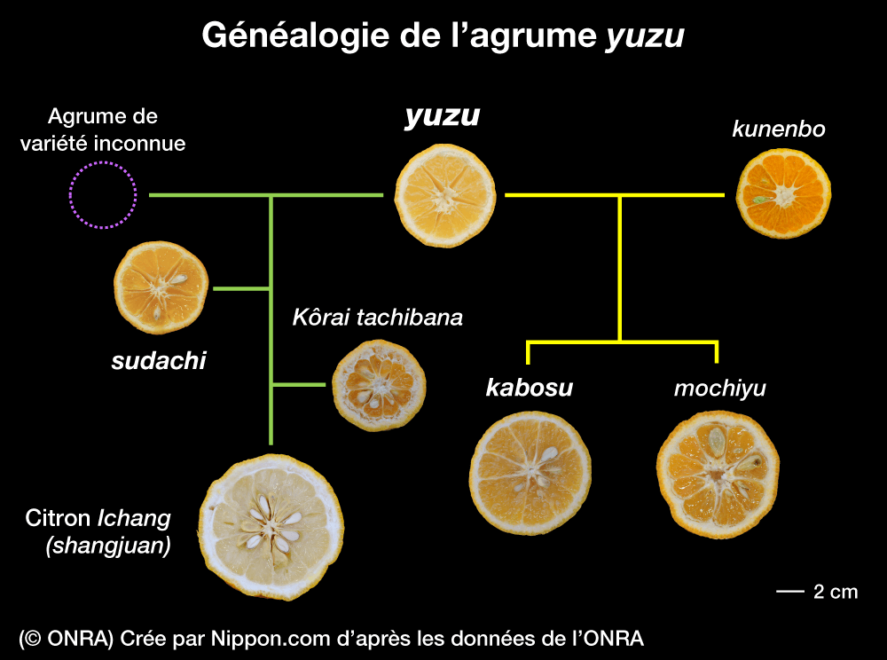 « Yuzu », « sudachi » et « kabosu » : un zeste d’agrume qui transforme la cuisine japonaise