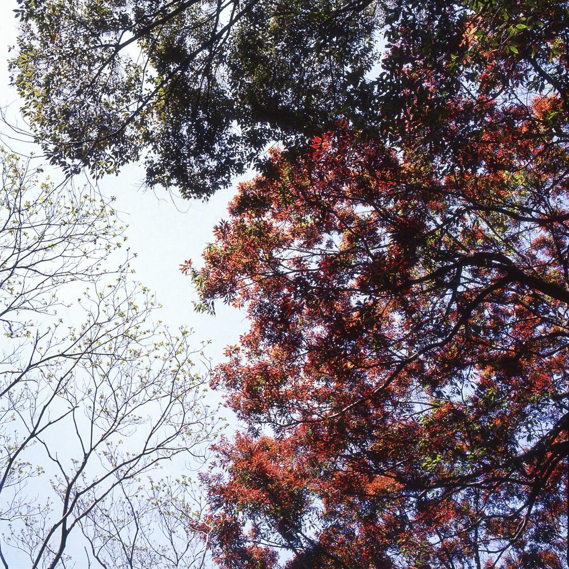 Les jeunes feuilles rouges du Quercus salicina