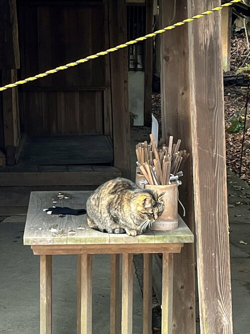 神签旁的小猫咪