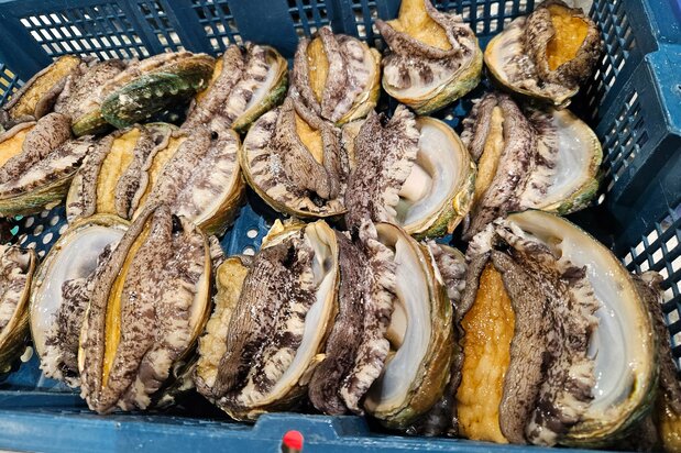 Браконьерская добыча деликатесного морепродукта – морских ушек карается штрафом до 30 млн йен (Снимок предоставлен автором статьи)