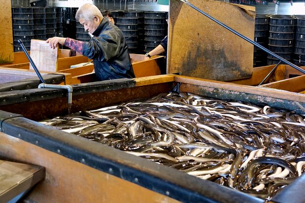Processing at Kanemitsu Tansuigyo. Eels delivered from the farm are sorted by size and then placed in plastic containers in the holding area in back, where clean spring water is circulated to flush silt and mud from the eels. (© Ukita Yasuyuki)