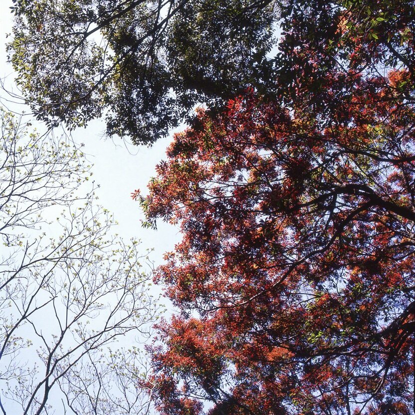 Les jeunes feuilles rouges du Quercus salicina