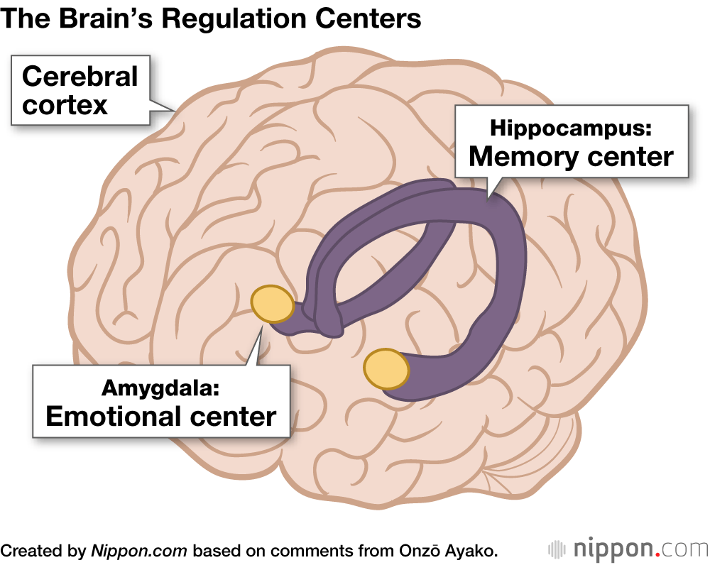 The Brain’s Regulation Centers