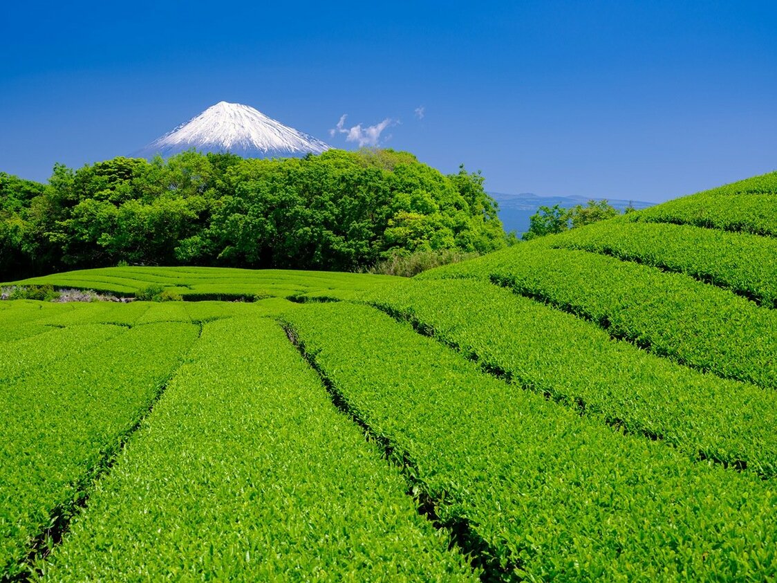 Plantations de thé dans la préfecture de Shizuoka, avec le mont Fuji en toile de fond. (Pixta)