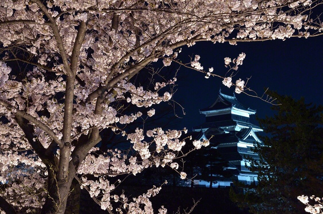 Vue nocturne des cerisiers en fleurs autour du Château de Matsumoto.