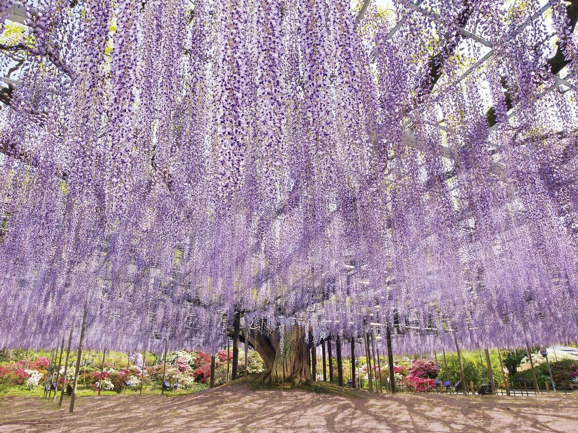 (© Parc floral d’Ashikaga)