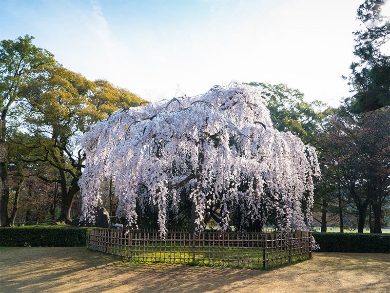 Los cerezos shidarezakura situados cerca de la antigua residencia Konoetei.