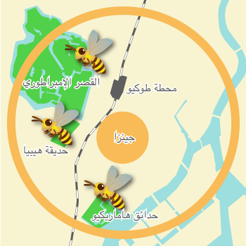 نطاق طيران نحل العسل في جينزا.