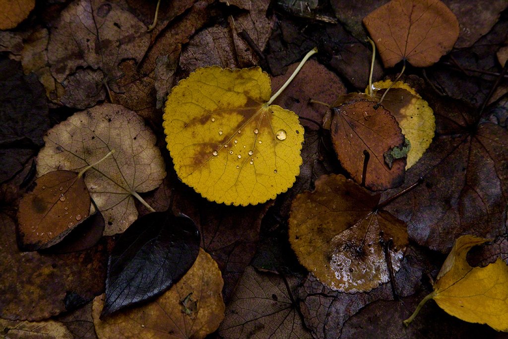 [Diapositivas] ¡Bienvenidos al bosque!