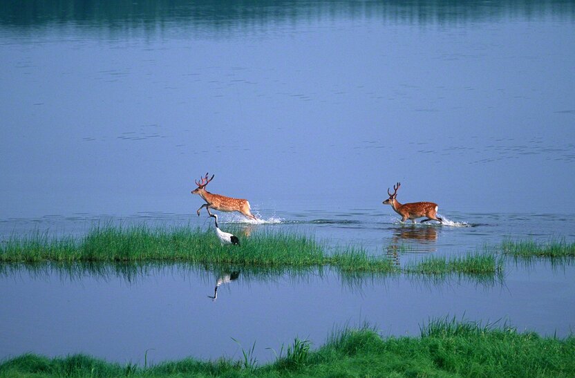 湿原の湖を渡るエゾシカとタンチョウ(10月)