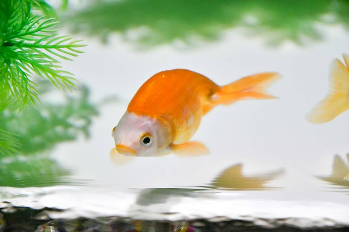 南京（图片：艺术水族馆GINZA）