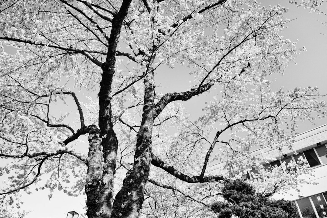 大きく成長した函館大妻高校前庭の桜（2021）