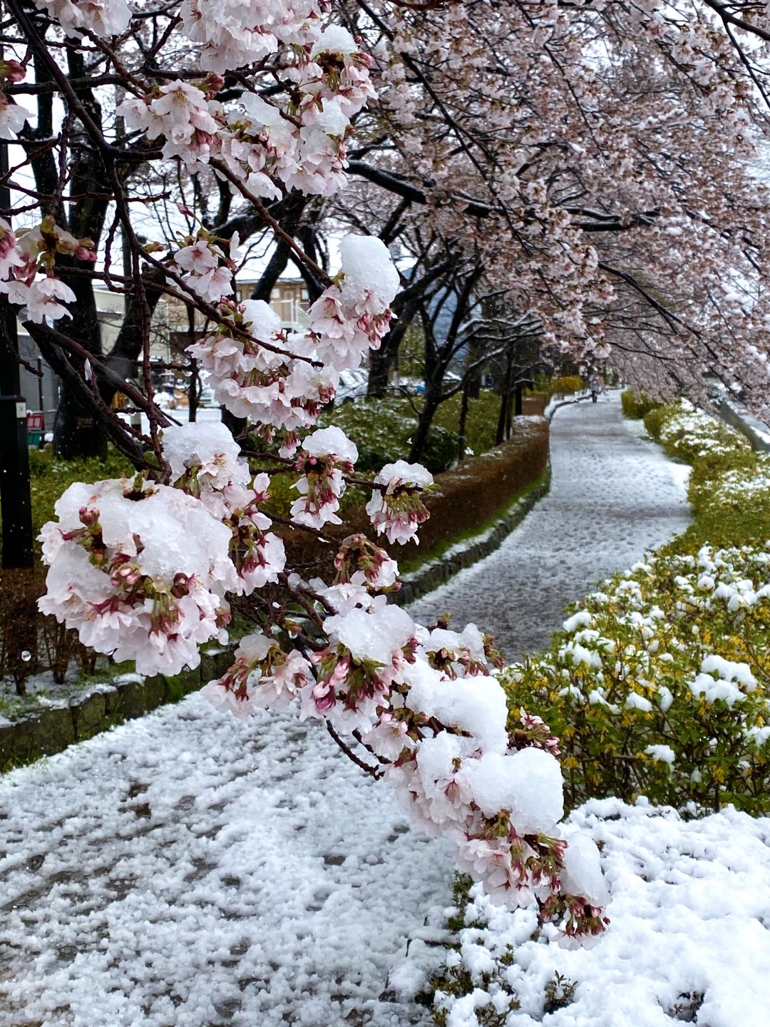 【美图集】樱花烂漫时，东京下了场雪