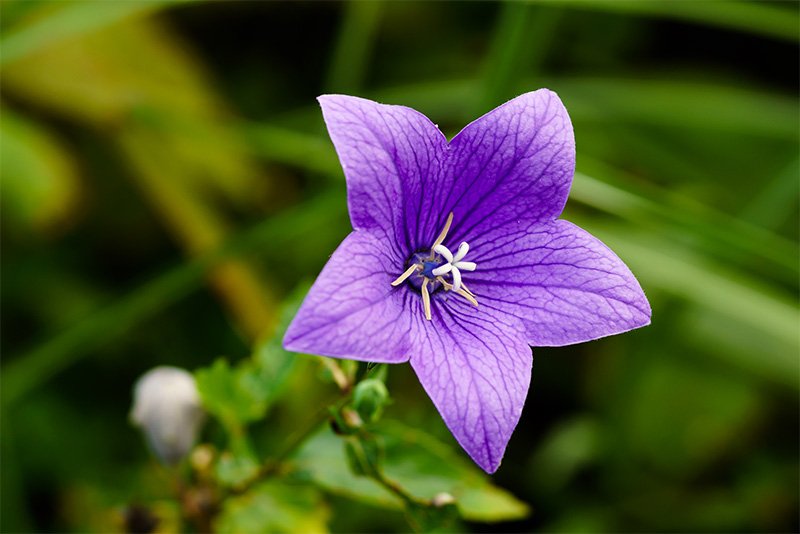 朝貌（あさがお） 。夏の花・朝顔ではなく、桔梗（ききょう）のことを指す