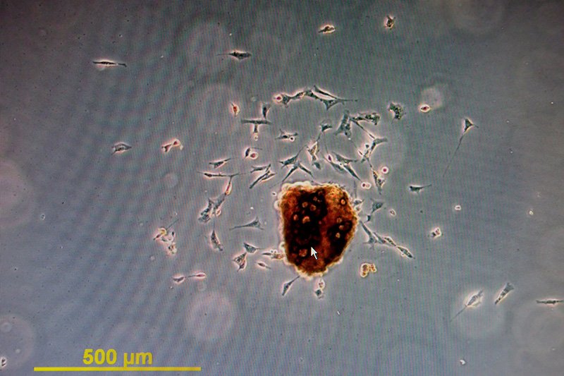 La vie au niveau cellulaire se poursuit même après la mort des individus.