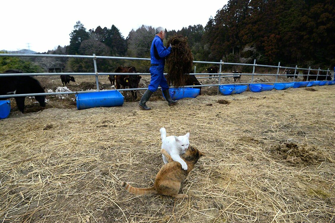 While Matsumura tends to the cattle, Shiro and Sabi frolic, snooze, and wait to go home.