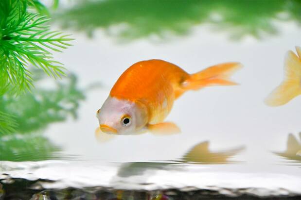 南京(图片:艺术水族馆GINZA)