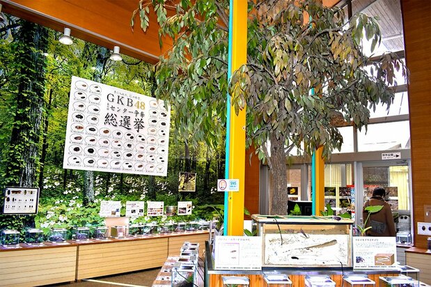 Las “elecciones generales” de la GKB48, celebradas en 2024 por séptima vez, permitieron a los visitantes votar por su favorita entre las muchas especies de cucarachas expuestas. (© Izumi Nobumichi)