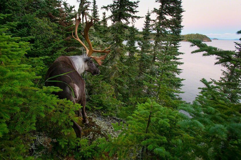 Un caribou des bois regarde au loin depuis les sommets (2013).