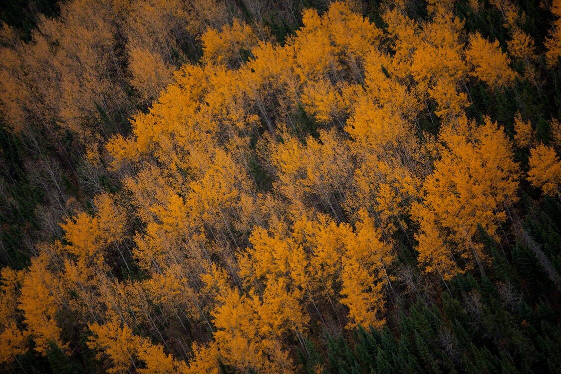 The brilliant autumn forest. (2012)