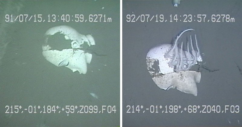 水深6000メートルを超える超深海で見つかったマネキンの頭。右は一年後同じ場所で撮影されたもの。生物が付着している様子が観察された（提供：海洋研究開発機構）