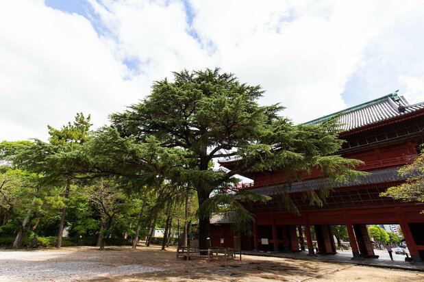 A pine planted by US President Ulysses S. Grant, who visited Japan with his wife in 1879 after leaving office, stands just inside the gate.