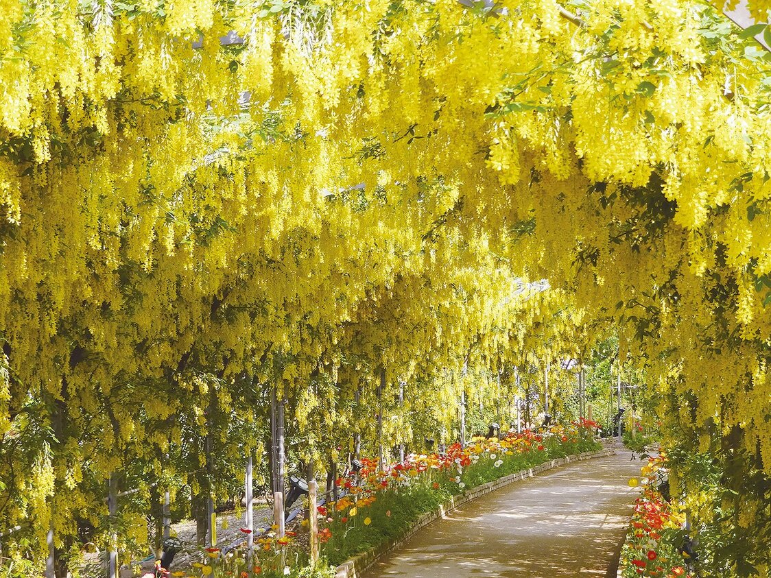 (© Parc floral d’Ashikaga)