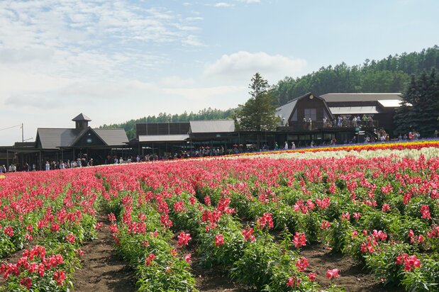The farm has a café serving original sweets, as well as a gift shop selling lavender seedlings and potpourri, among other merchandise.