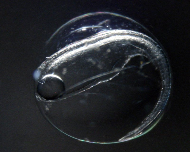 A Japanese eel egg collected along the western side of the West Mariana Ridge. (Photo courtesy of Tsukamoto Katsumi.)