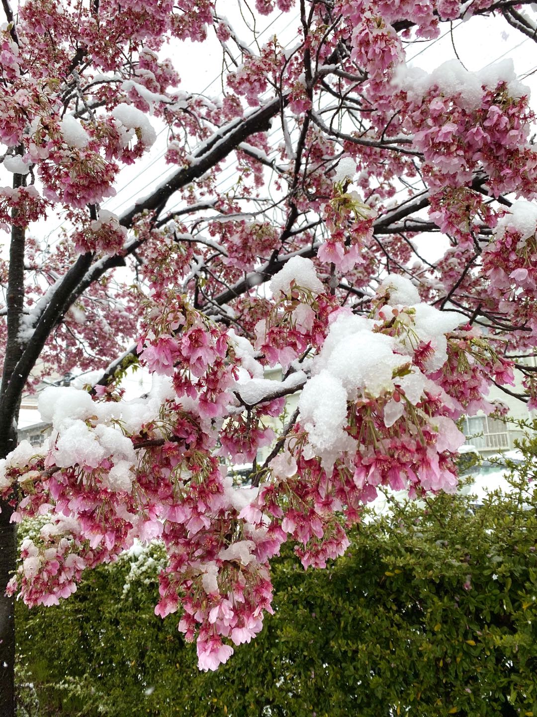 【美图集】樱花烂漫时，东京下了场雪