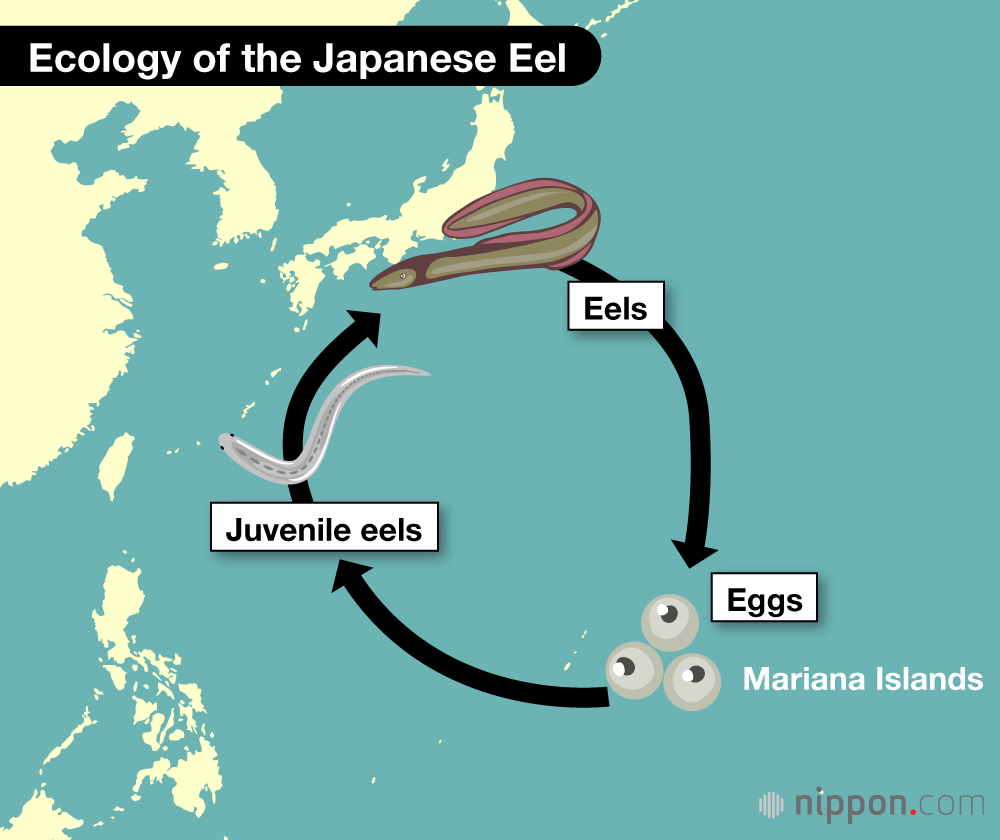 Ecology of the Japanese Eel