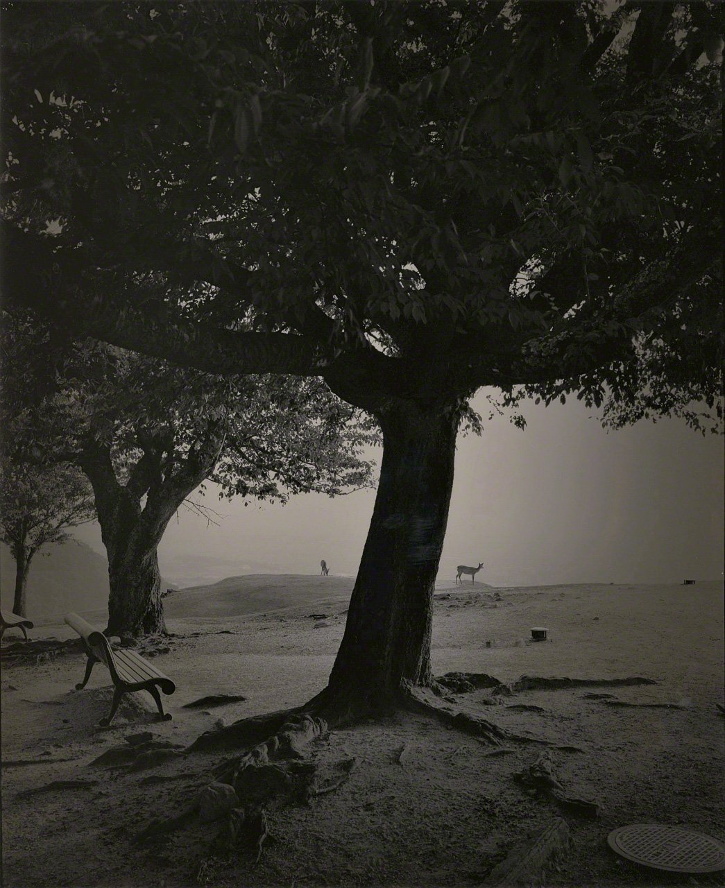 Depictions of Eros and Thanatos: Sacred Trees of Shintō Shrines Through the Lens of Ōsaka Hiroshi