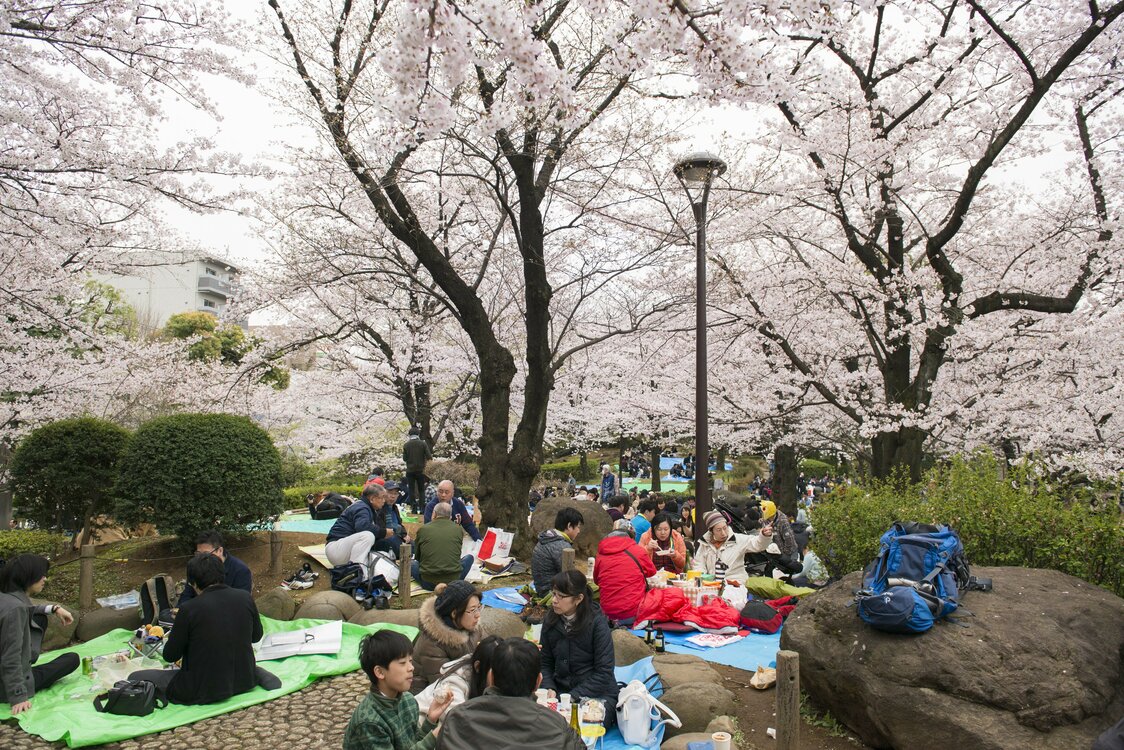 东京隅田公园的赏樱景象