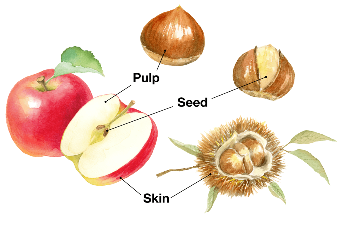 Chestnuts a Symbol of Autumn and Indulgence in Japan