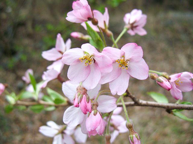 エドヒガンの花。葉は伸びずに淡紅色の花がよく目立つ（筆者撮影）